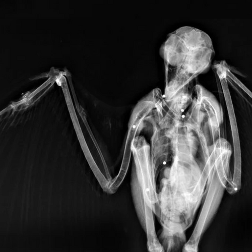 HAWKER – YOUR&nbsp;GOD