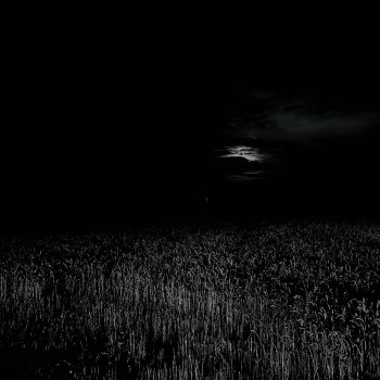 PET TWIN –&nbsp;Crows