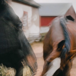 messier – Yee-Haw