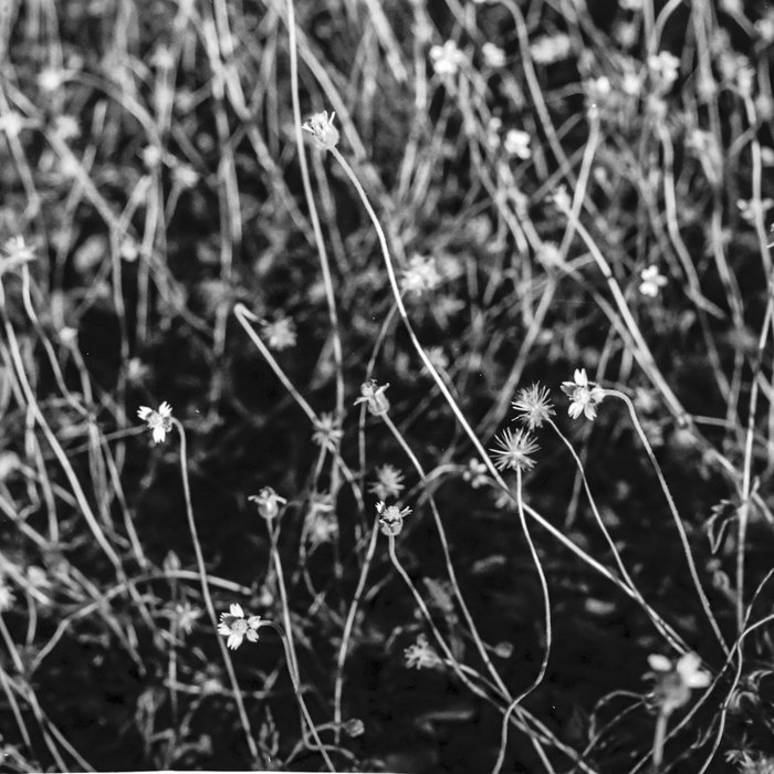 Indications – drunk on&nbsp;chablis