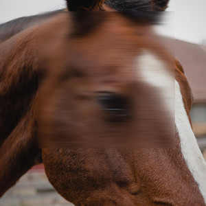 messier – Can I Pet Your&nbsp;Face?