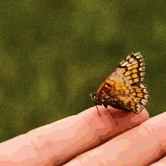 Notbrian – Junebug