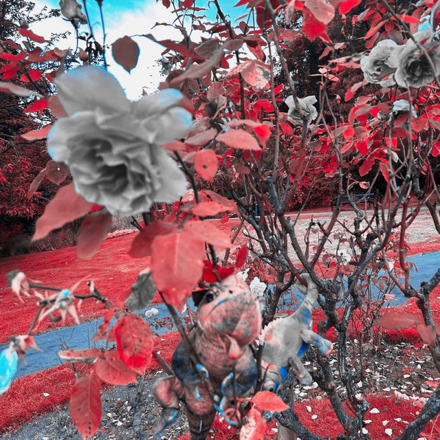 x2 fast – Chameleon