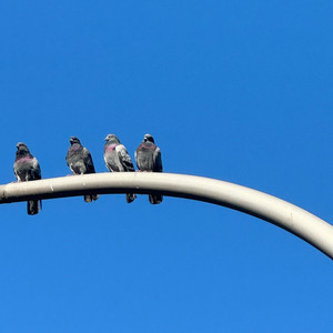 Mary And The Sharks –&nbsp;Prophecy