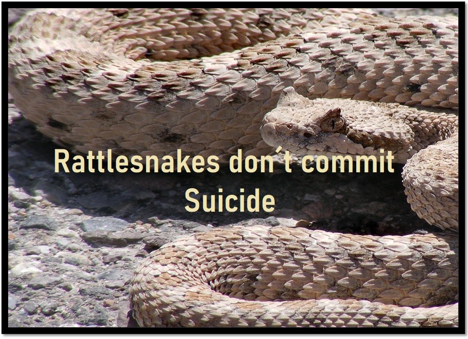 Peter Trappe – Rattlesnakes Don’t Commit Suicide