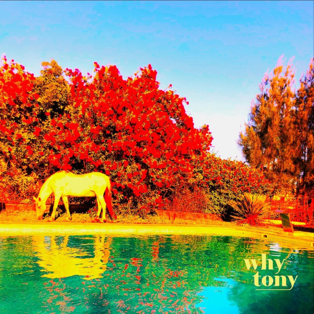 Why Tony – Seven Seas Daydream