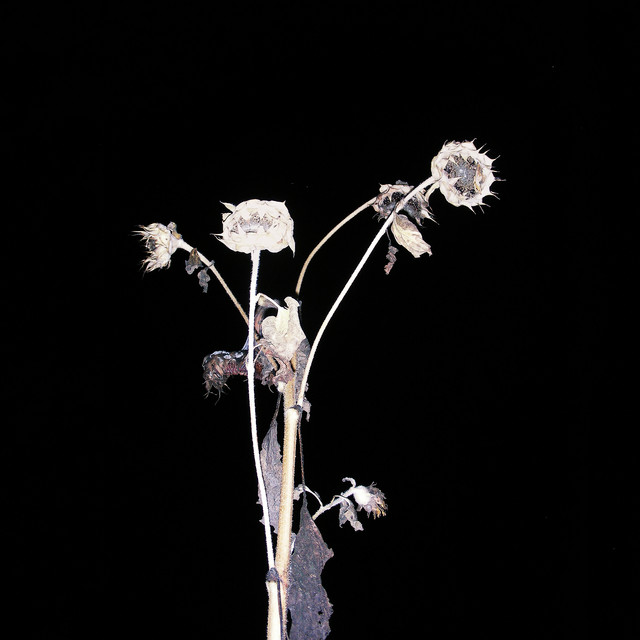 NORA – All I Can&nbsp;Do