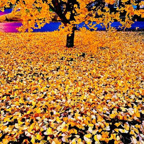 Saxon Mother – Maglight’s Out