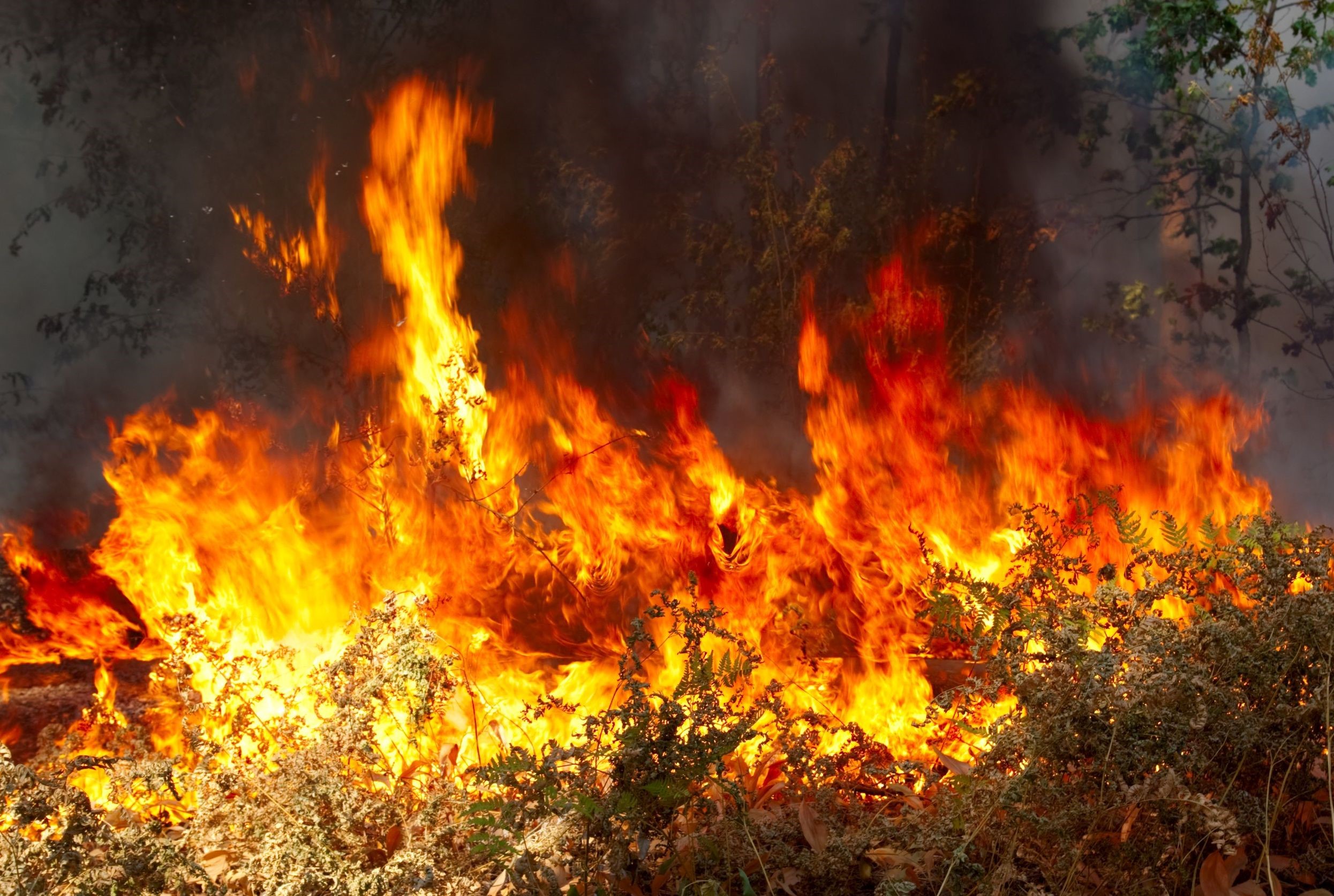 Ultan – Wildfire Fever