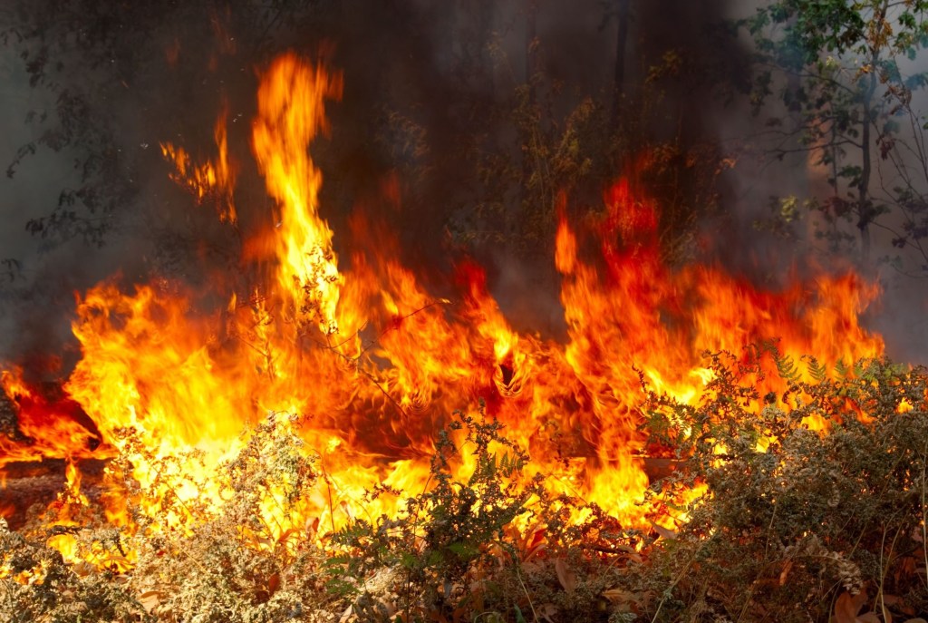 Ultan – Wildfire&nbsp;Fever