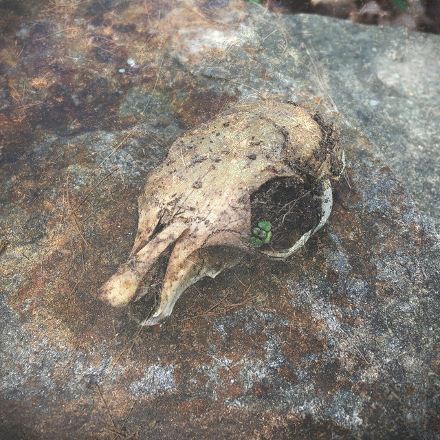 Slow Teeth –&nbsp;Sundials