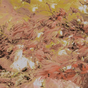 Softie – Kiss Kiss&nbsp;Kiss