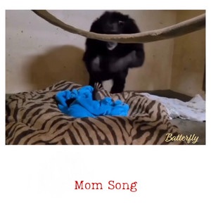 Batterfly – Mom&nbsp;Song
