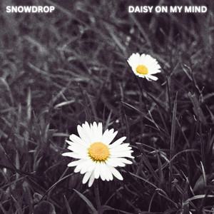 Snowdrop – Daisy On My Mind