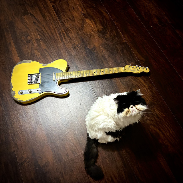 Tres gatos persas – Lo se muy&nbsp;bien