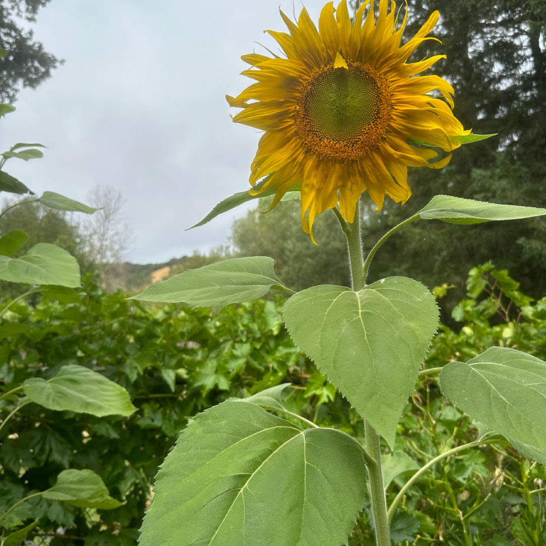 Michellar – September