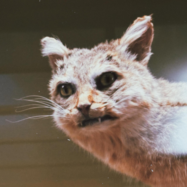 Macadamian – Rewired&nbsp;Mind