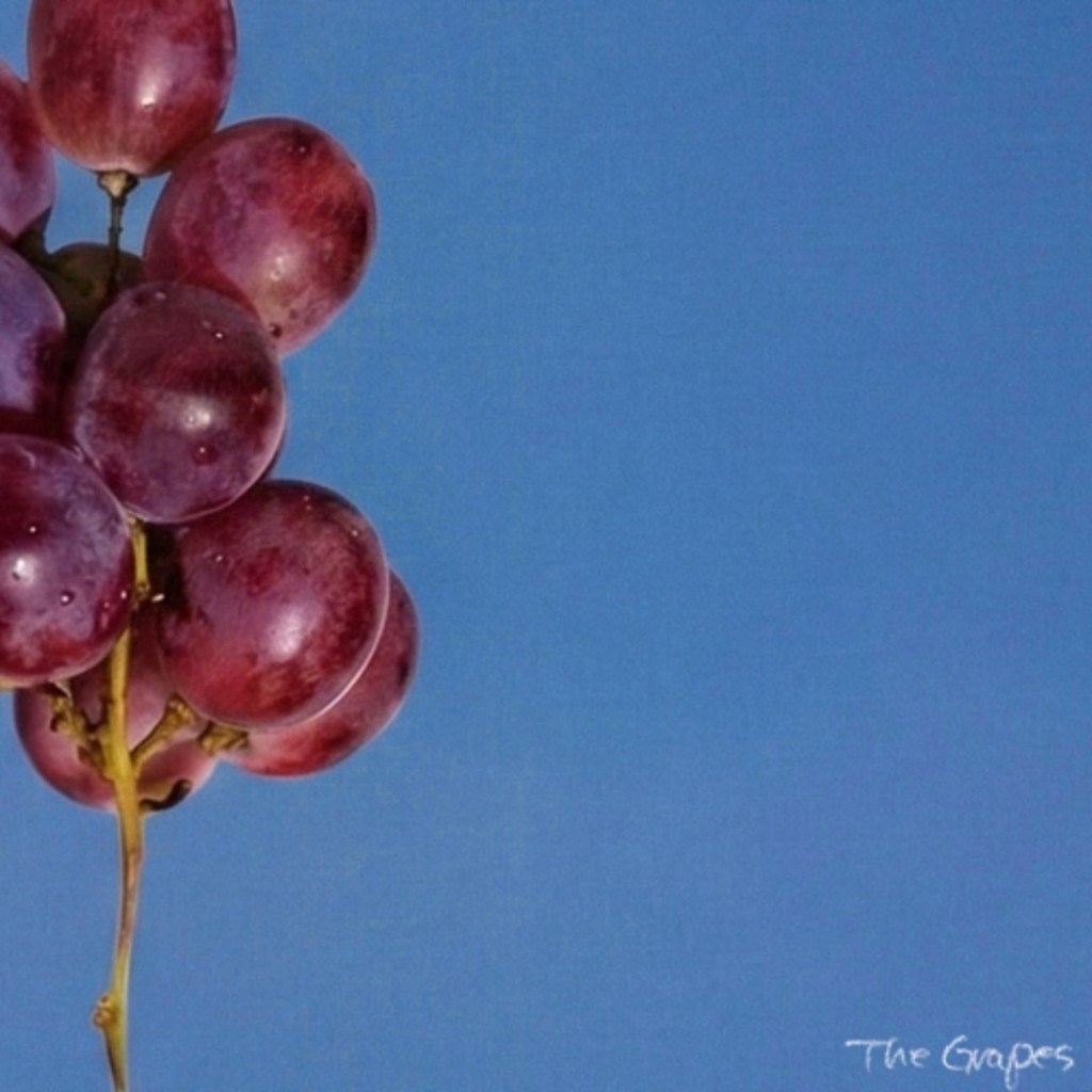 The Grapes – Summertime