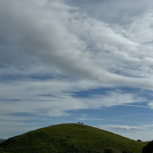 Stefan J. Selbert – Scrub Jays